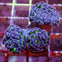 WYSIWYG Purple Tip Hammer Colony (3 Polyps)