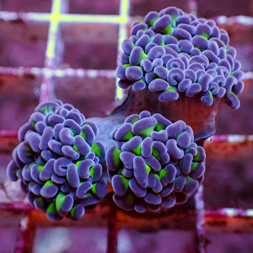 WYSIWYG Purple Tip Hammer Colony (3 Polyps)