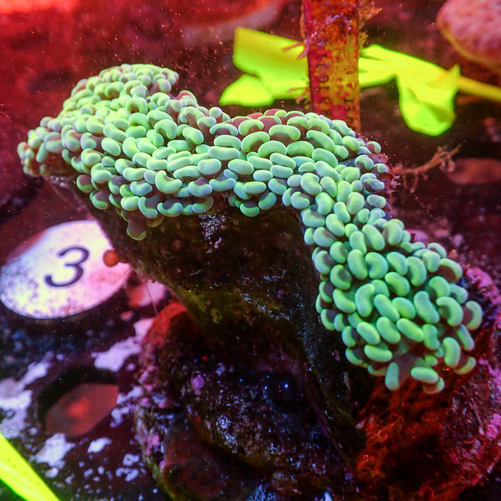 WYSIWYG Neon Green Wall Hammer (2-3