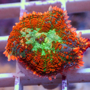 WYSIWYG Sunset Picasso Rhodactis Mushroom