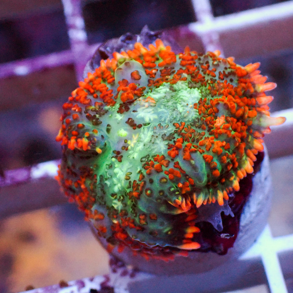 WYSIWYG Sunset Picasso Rhodactis Mushroom