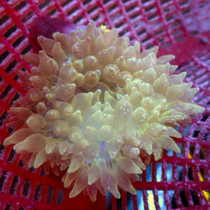 WYSIWYG Ultra Rainbow Cosmic Gold Bubble Tip Anemone (Rare, 3-5”)