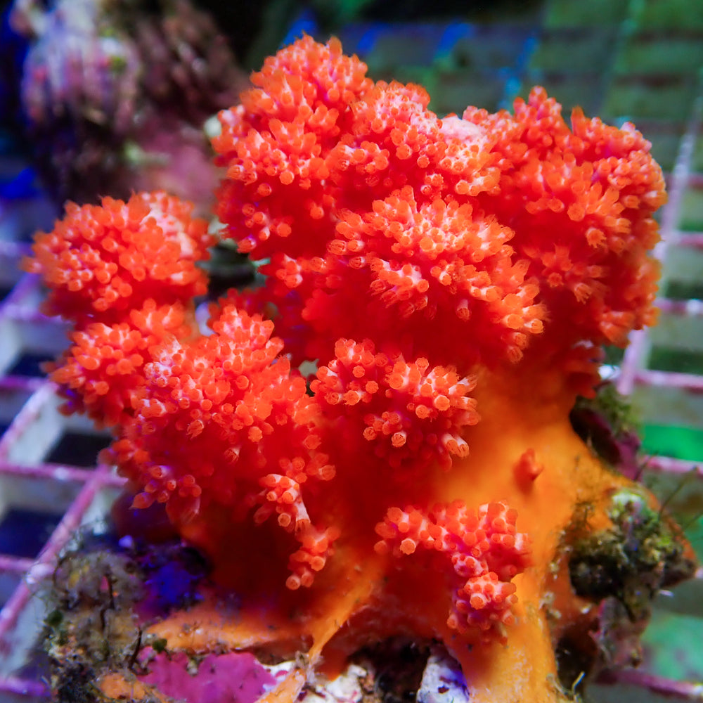 WYSIWYG Large Strawberry Carnation Tree Soft Coral Colony (3-4