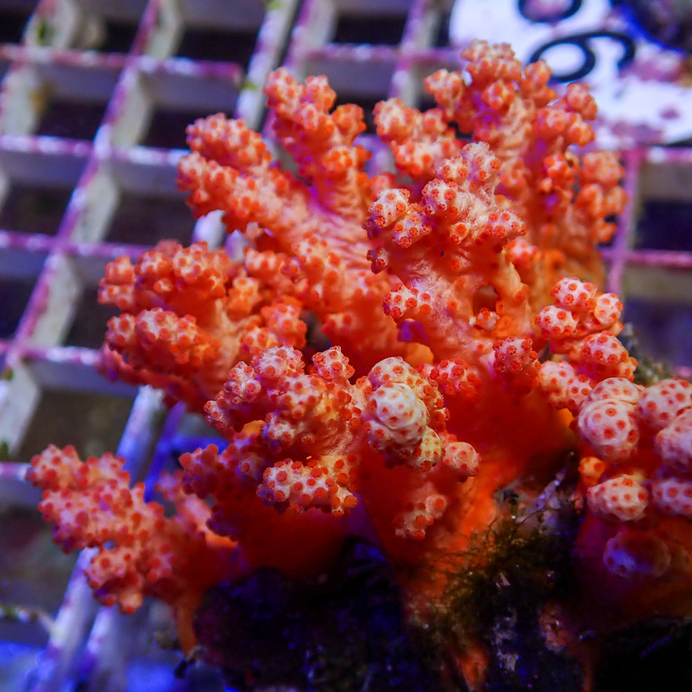 WYSIWYG Large Strawberry Carnation Tree Soft Coral Colony (3-4