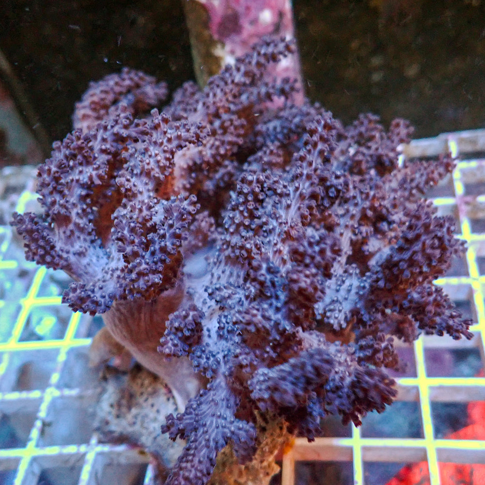 WYSIWYG XL Mystic Cauliflower Colt Coral Mother Colony (4-5