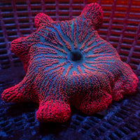 WYSIWYG Multicolor Ruby Red Haddoni Carpet Anemone (3-5")