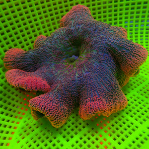 WYSIWYG Red Ruby Rainbow Haddoni Carpet Anemone (5-7”)