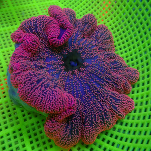 WYSIWYG Hot Pink Haddoni Carpet Anemone (5-7")