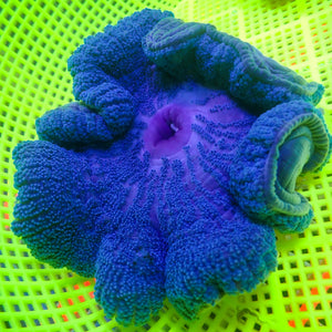 WYSIWYG Ultra Blue Haddoni Carpet Anemone (5-9")