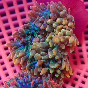 WYSIWYG Ultra Rainbow Celestial Drop Bubble Tip Anemone (Rare, 3-5”)