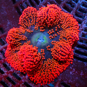 WYSIWYG Nano Ultra Ruby Red Haddoni Carpet Anemone (1-2")