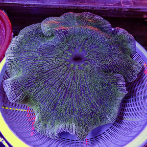 WYSIWYG Showpiece White Ring Green Haddoni Carpet Anemone (12-14")