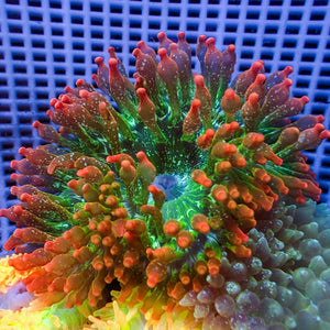 WYSIWYG Ultra Rainbow Cherry Bomb Bubble Tip Anemone (4-5")