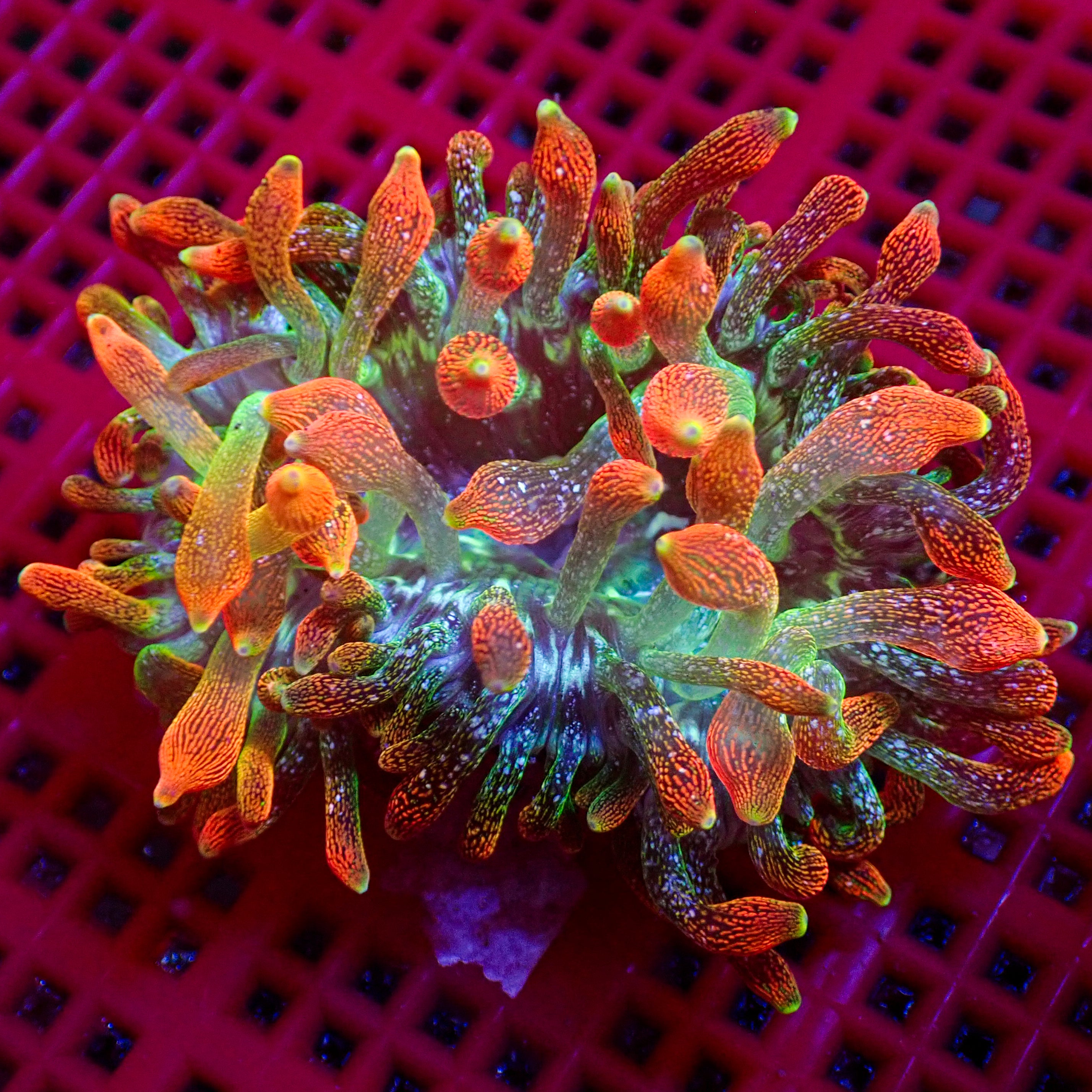 Metallic Purple Zebra Long Tentacle Anemone (3-6”) | Corals