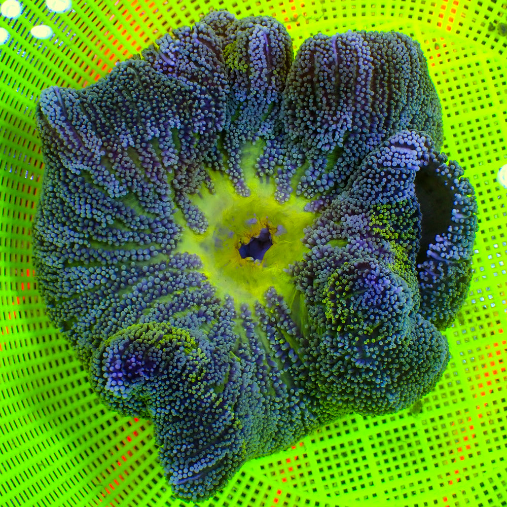 WYSIWYG Multicolor Stripe Haddoni Carpet Anemone (5-7