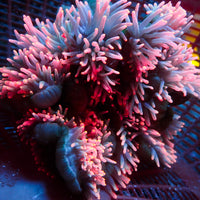 Strawberry Pink Bubble Tip Anemone - Corals Anonymous
