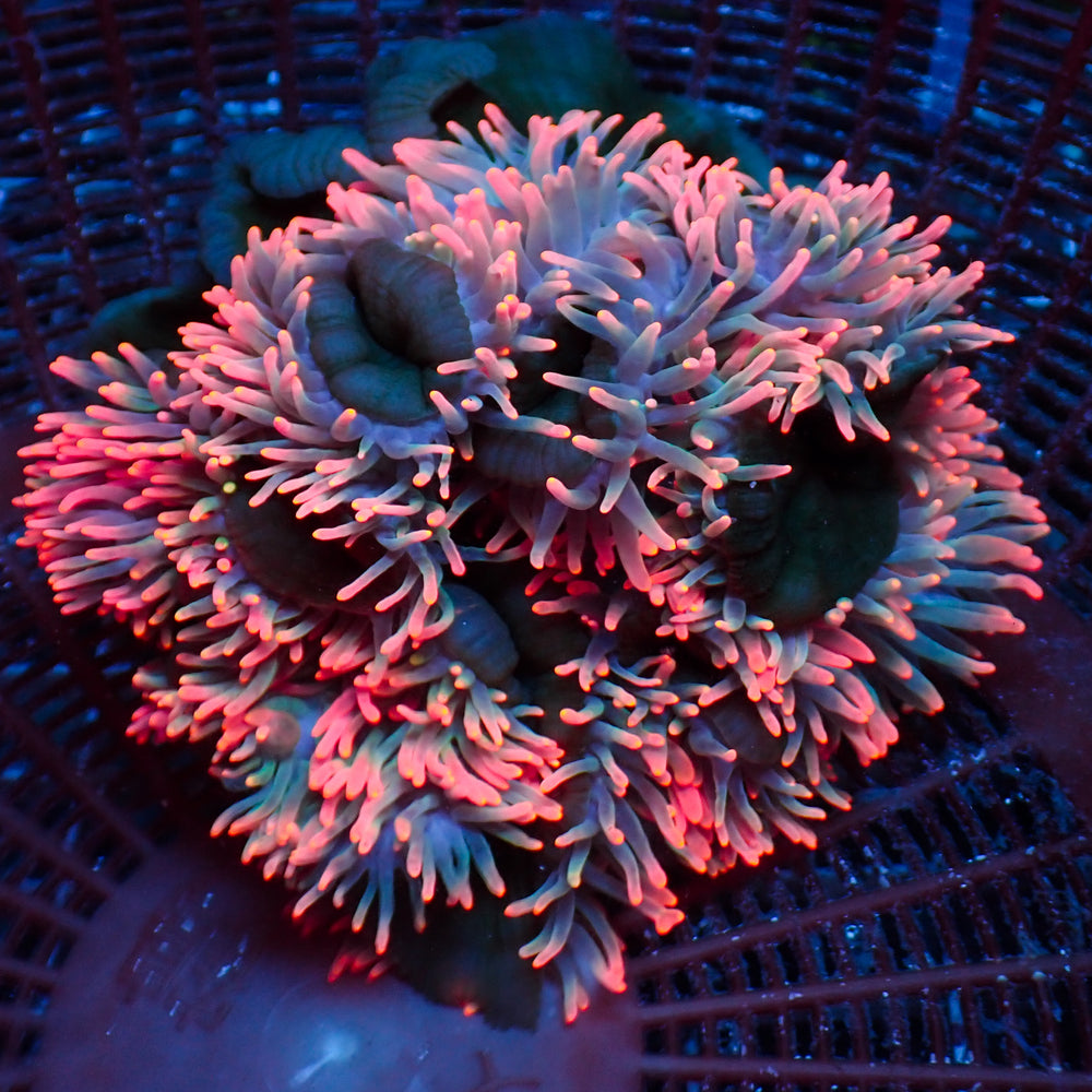 Strawberry Pink Bubble Tip Anemone - Corals Anonymous