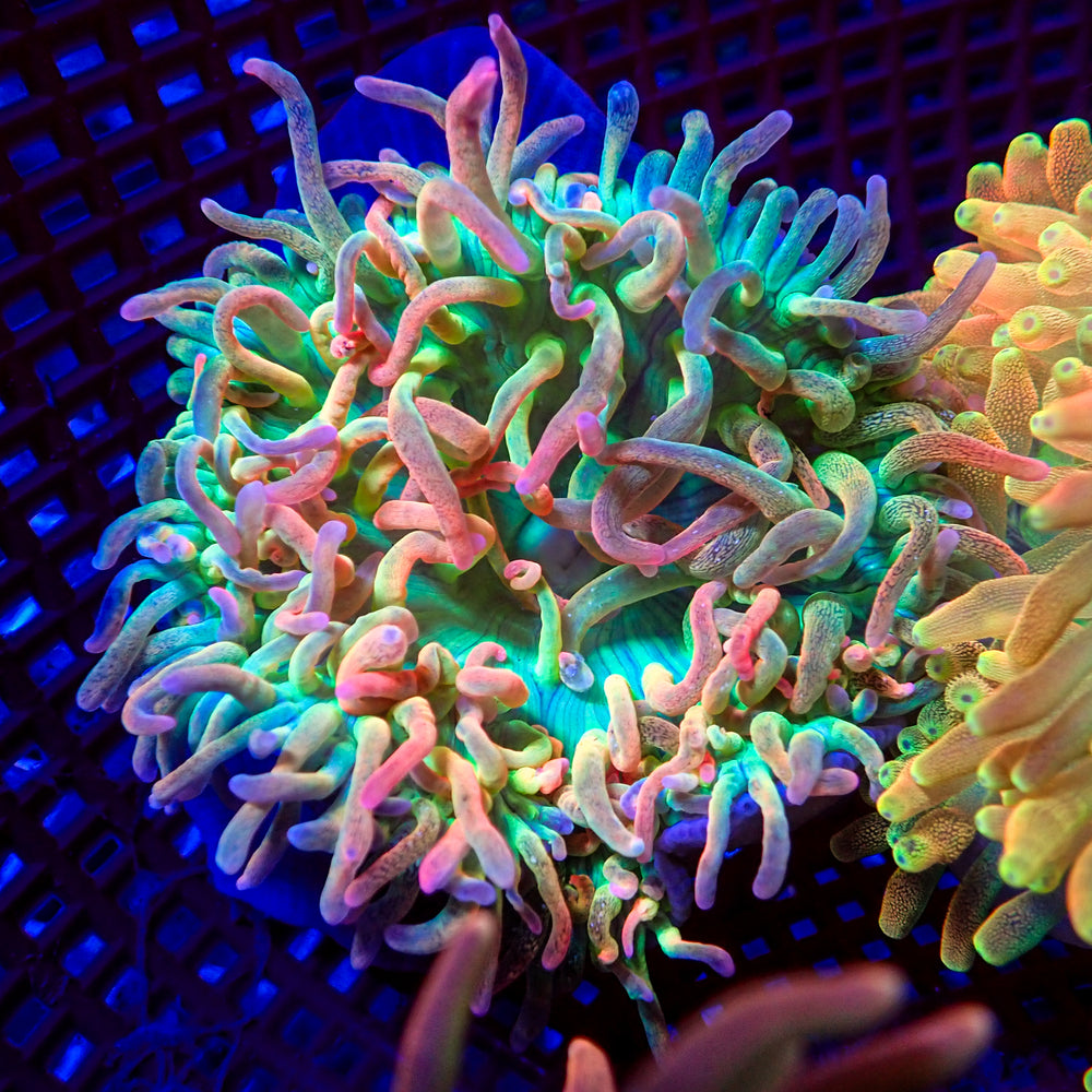 WYSIWYG Ultra Rainbow Skittle Drop Bubble Tip Anemone (Ultra Rare, 3-5”)