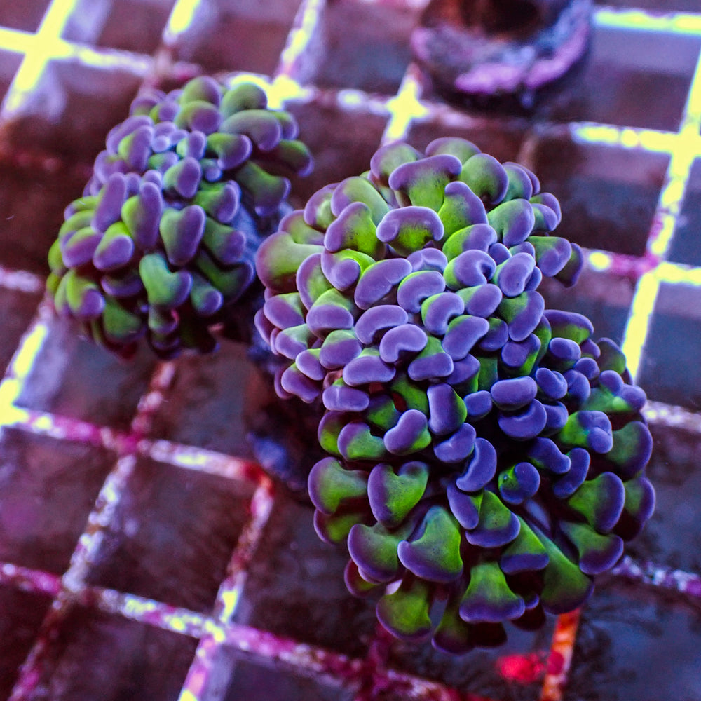 WYSIWYG Purple Tip Hammer Colony (3 Polyps)