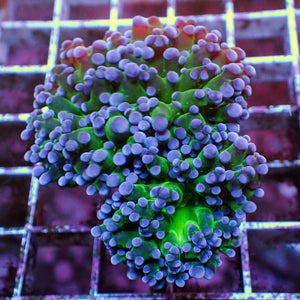 WYSIWYG Purple Tip Green Base Frogspawn (2 Polyps)
