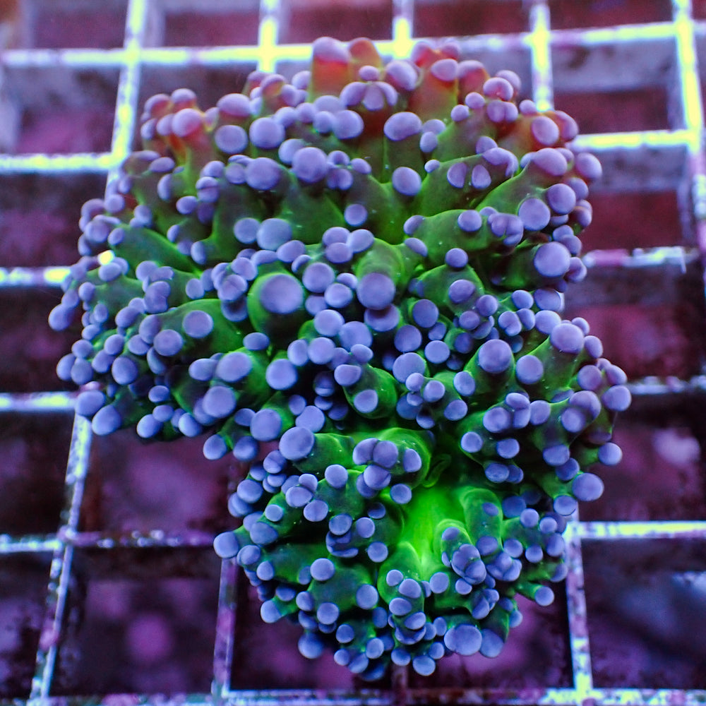 WYSIWYG Purple Tip Green Base Frogspawn (2 Polyps)
