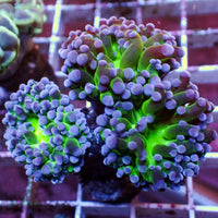 WYSIWYG Purple Tip Green Base Frogspawn (3 Polyps)