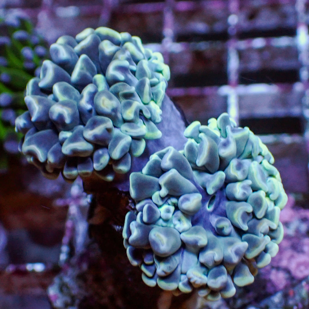 WYSIWYG Teal Hammer Combo (2 Polyps)