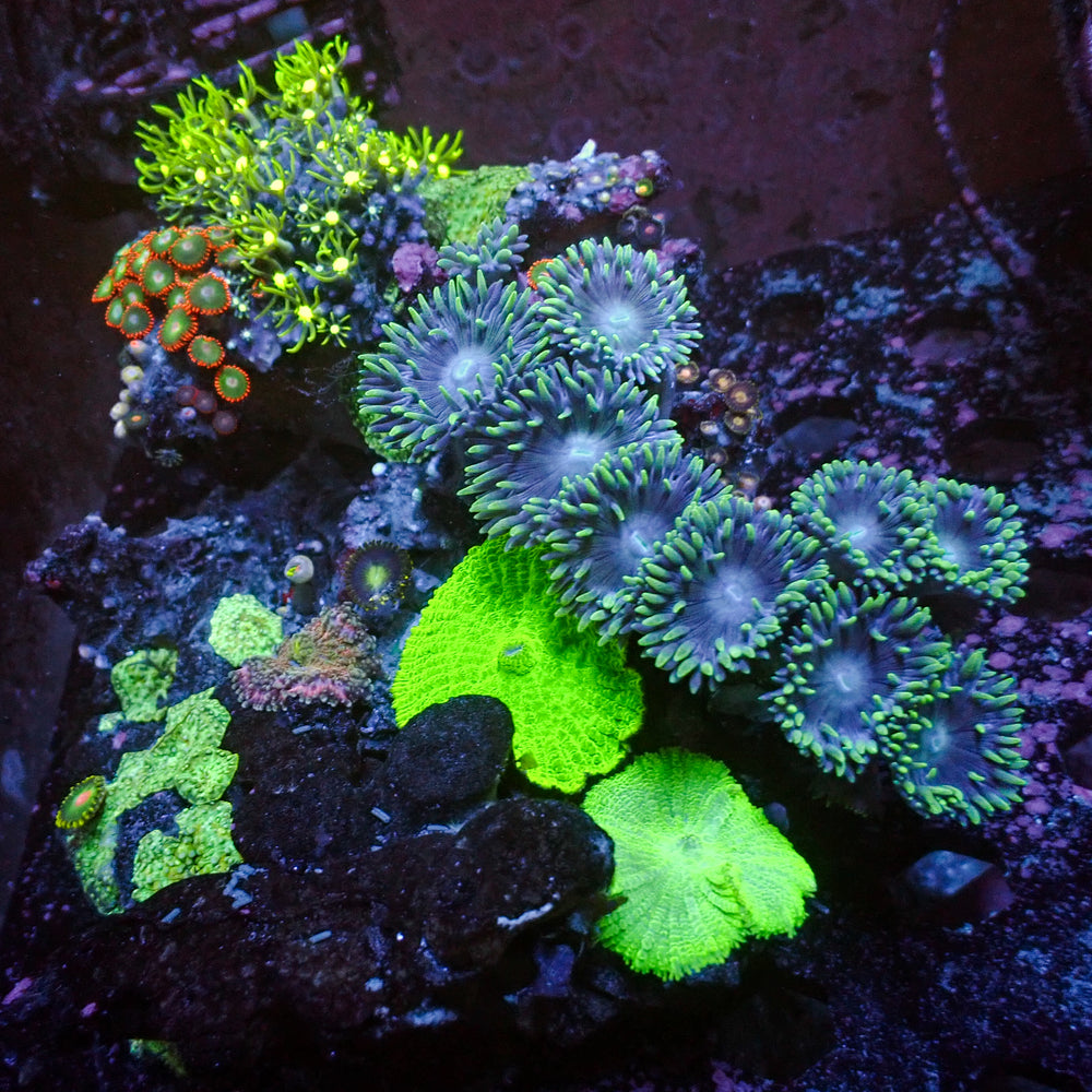WYSIWYG XL Rainbow Zoa GSP Duncan Mushrooms Combo Rock Colony (7-9”)