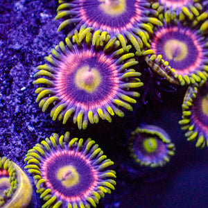 Bubblegum Pop Zoa (10-15 Polyps colony)