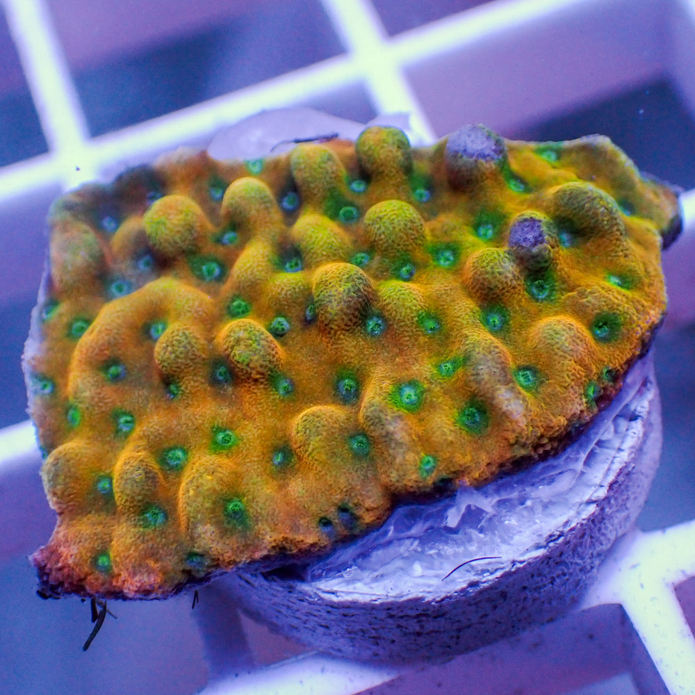 WYSIWYG Beach Bum Montipora (1