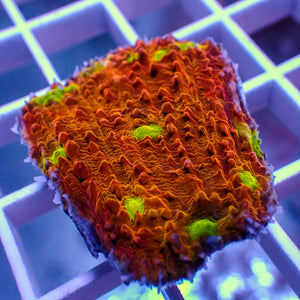 WYSIWYG Iridescent Yellow Eye Chalice (1” Frag)