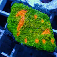 WYSIWYG Mummy Eye Chalice (1” Frag)