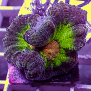 WYSIWYG Multicolor Orange Mouth Pectinia (1" Frag)