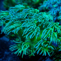 Toxic Green Goniopora (0.5-1” Frag)
