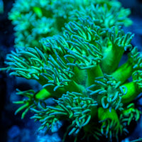 Toxic Green Goniopora (0.5-1” Frag)
