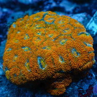 Orangeade Micromussa (0.5-1" Frag)
