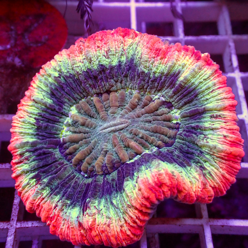 WYSIWYG Peach Ring Rainbow Wellso - Corals Anonymous