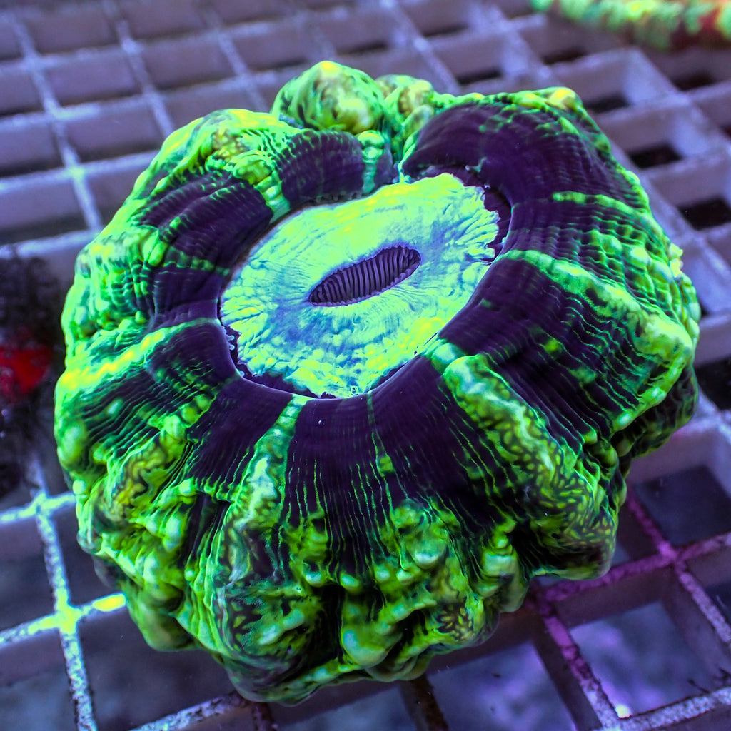 WYSIWYG Martian Green Cynarina - Corals Anonymous