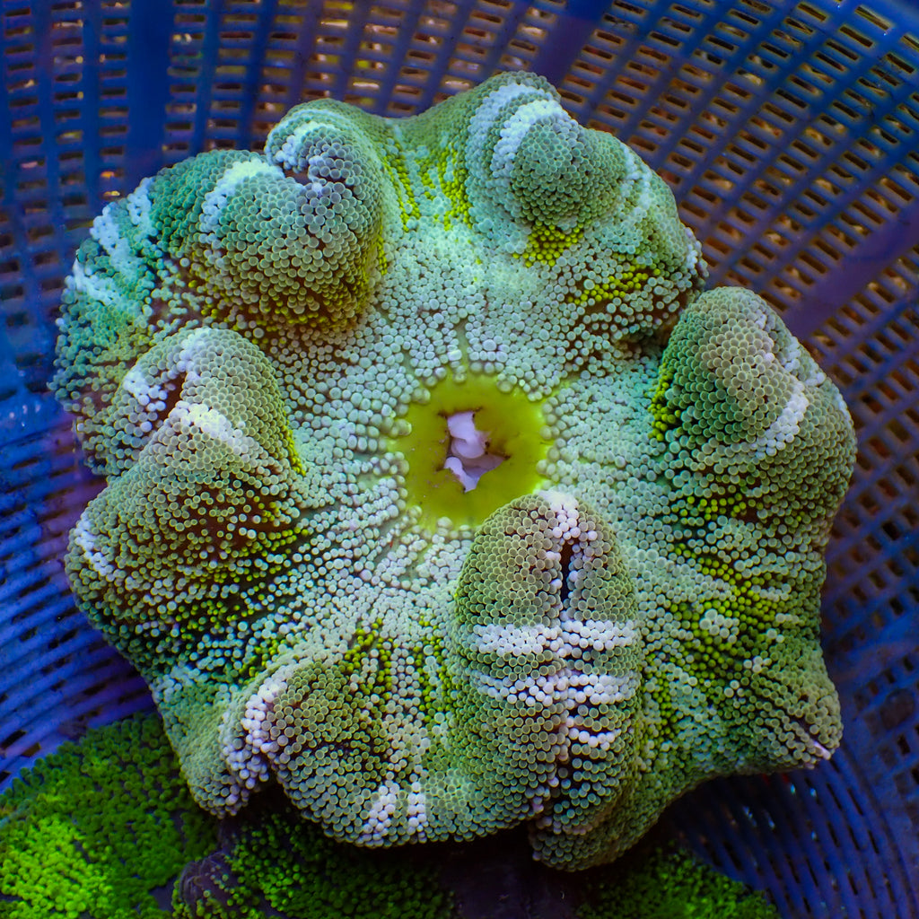 Metallic Green Zebra Long Tentacle Anemone (3-6”)