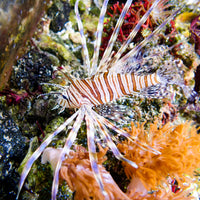 WYSIWYG Antennata Lionfish (3-4", Venomous) - Corals Anonymous
