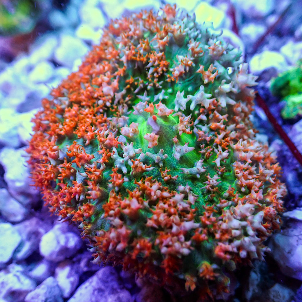 WYSIWYG Strawberry n' Cream St Thomas Mushroom - Corals Anonymous