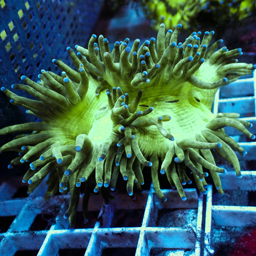 WYSIWYG Blue Tip Elegance Colony (3-4") - Corals Anonymous
