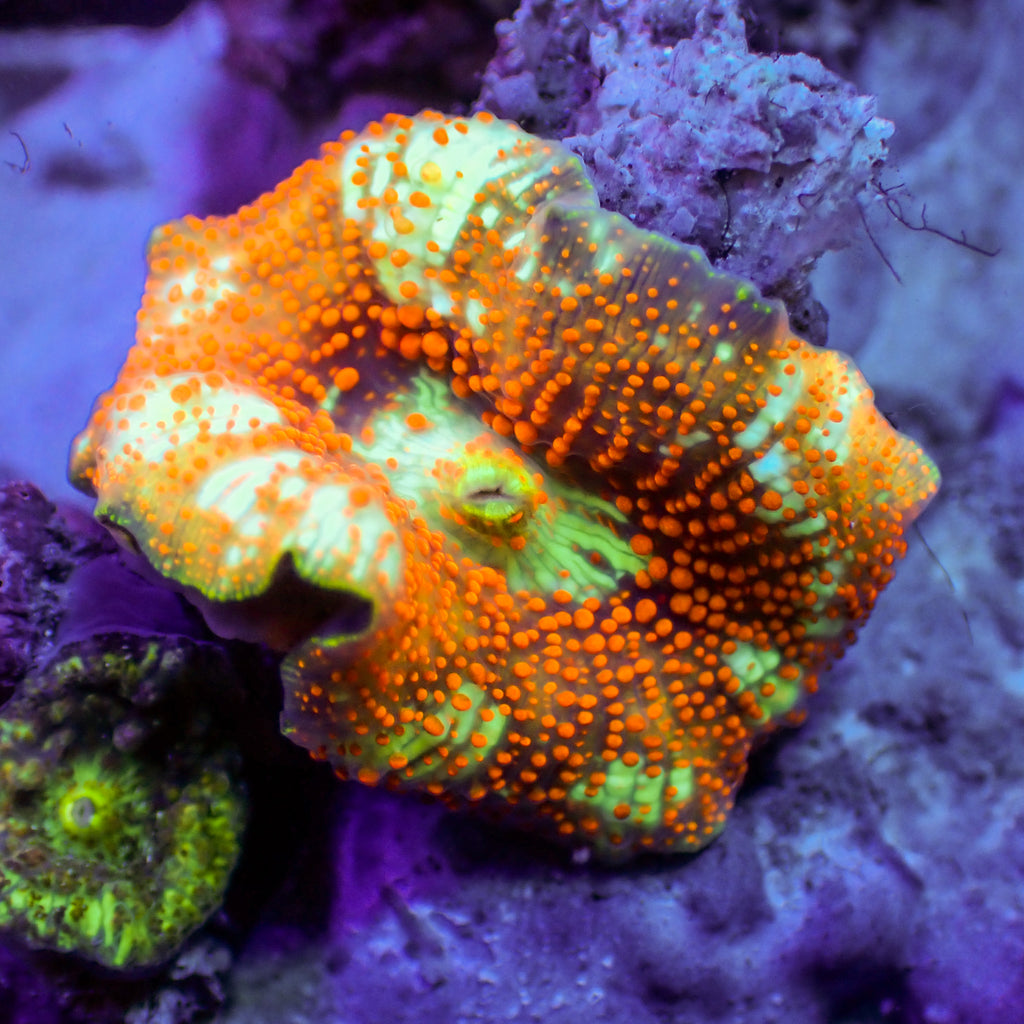 WYSIWYG Ultra Fanta Discosoma Mushroom - Corals Anonymous