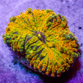 Golden Ray Yuma Mushroom - Corals Anonymous
