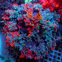 Red & Orange Hell Fire Anemone - Corals Anonymous
