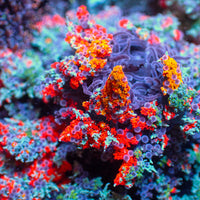Red & Orange Hell Fire Anemone - Corals Anonymous
