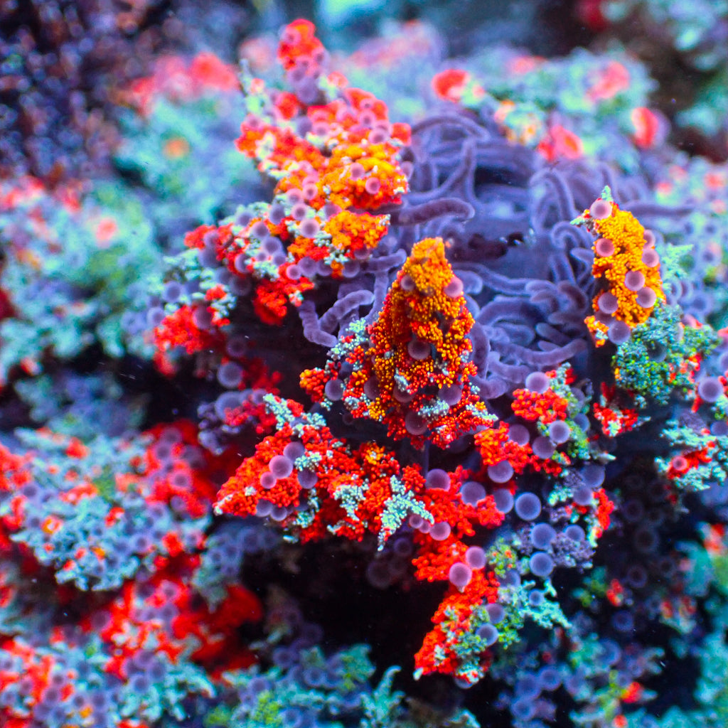 Red & Orange Hell Fire Anemone - Corals Anonymous