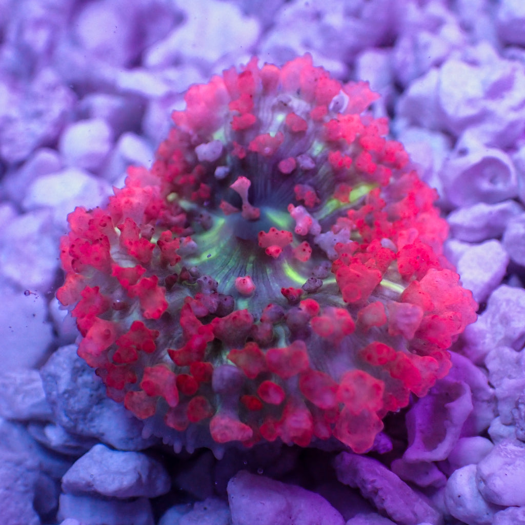 WYSIWYG Red St Thomas Mushroom - Corals Anonymous