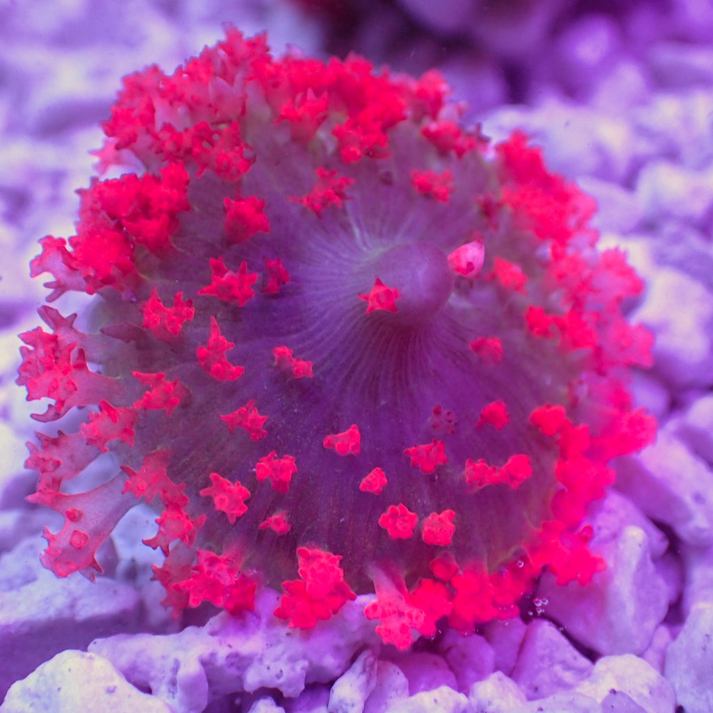WYSIWYG Red St Thomas Mushroom - Corals Anonymous