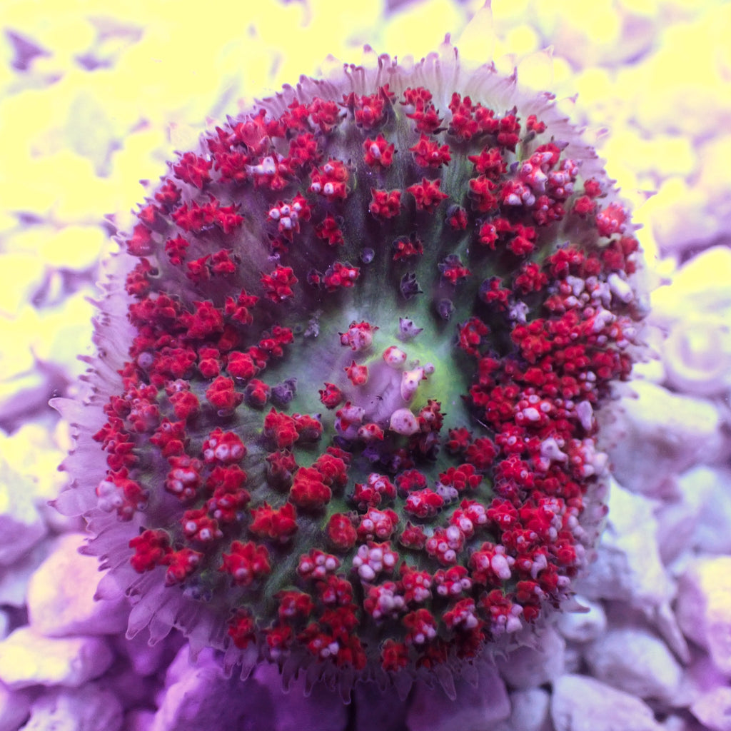 WYSIWYG Red St Thomas Mushroom - Corals Anonymous